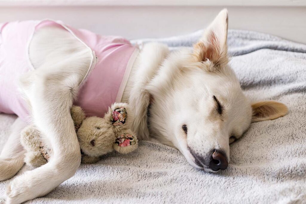 Sleepy dog after surgery sleeping on bed with favorite toy