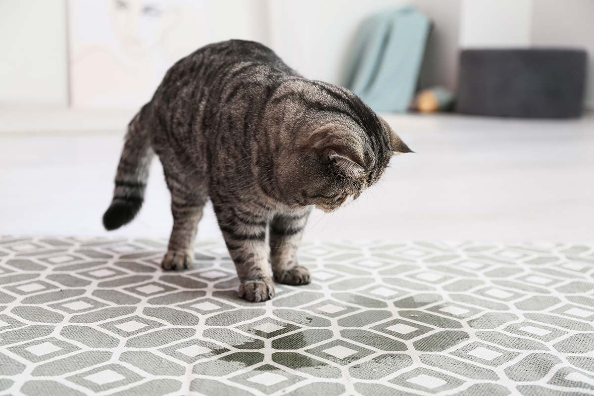 Feline Feline Lower Urinary Tract Disease Homeopathy Reference: Feline Lower Urinary Tract Disease Flutd A Guide For Cat