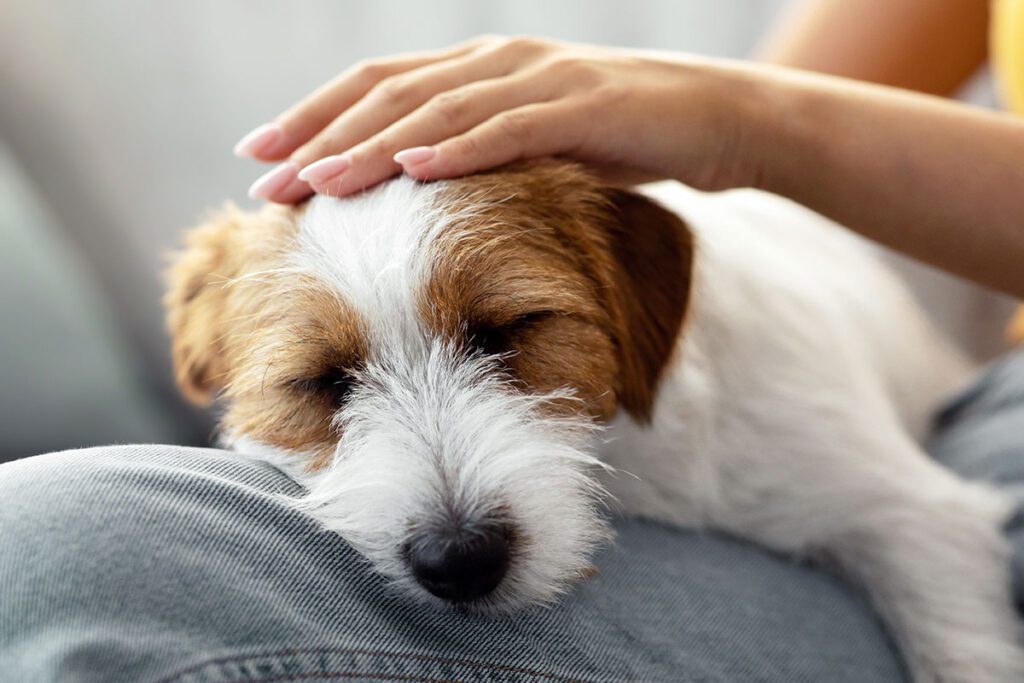 Closeup photo of fluffy jack russel terrier sleeping on its owner's lap