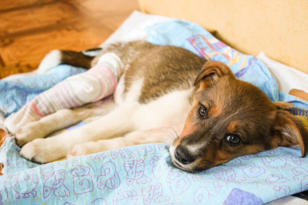 puppy with a cast