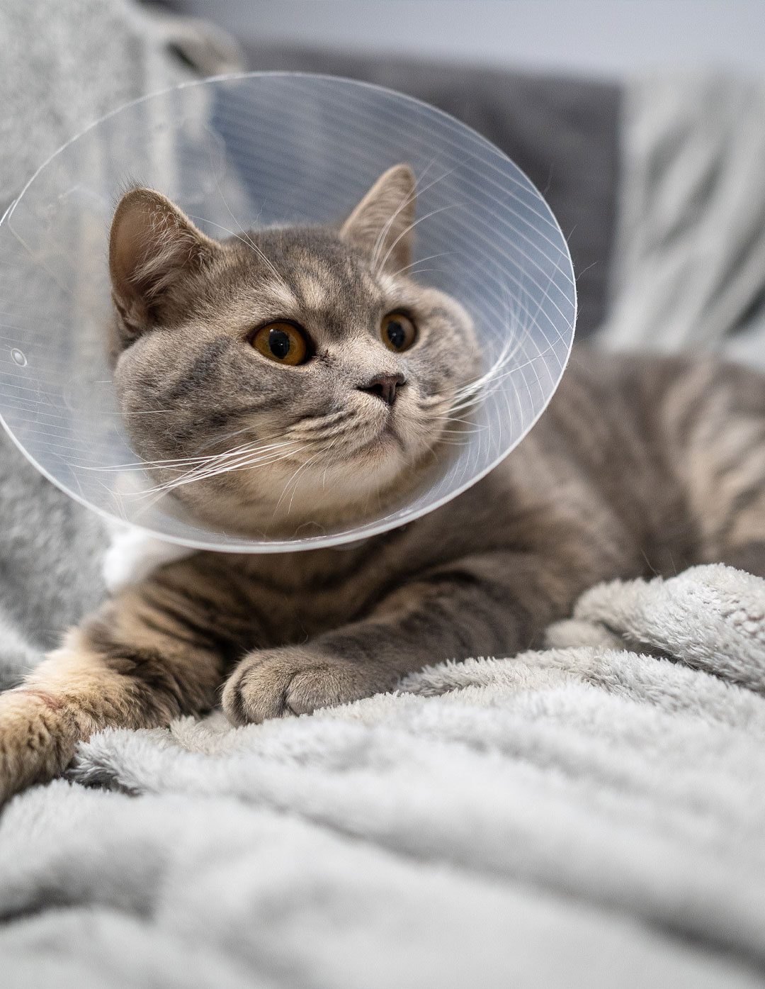 Cat Cone Gray Cat Wearing Cone On Blanket