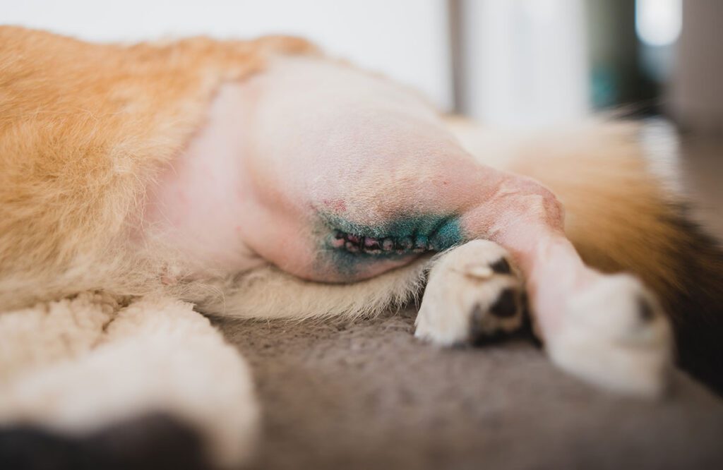 wound close up on the back of a dogs leg