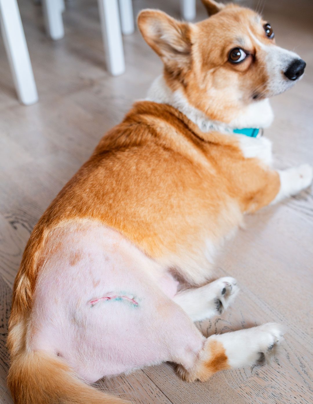 Dog After Hip Surgery corgi laying down with hip shaved after dysplasia surgery