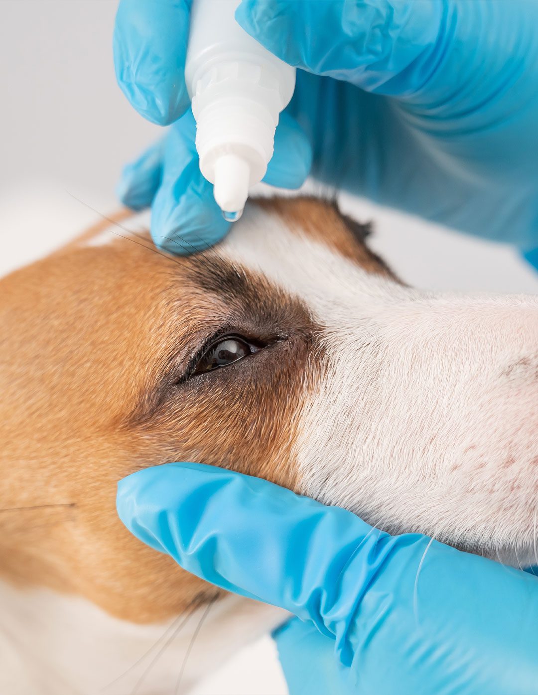 Dog Eye Drops Dripping Eye Drops In Jack Russell Eye