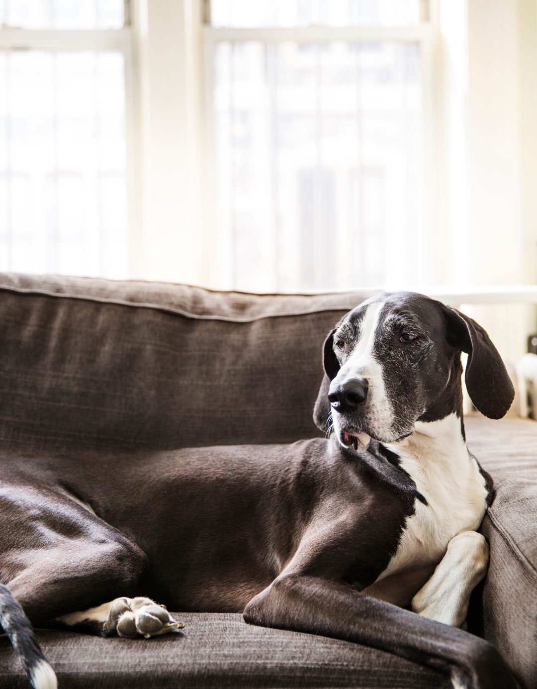 Dog Laying On Sofa senior gray and white dog laying on sofa