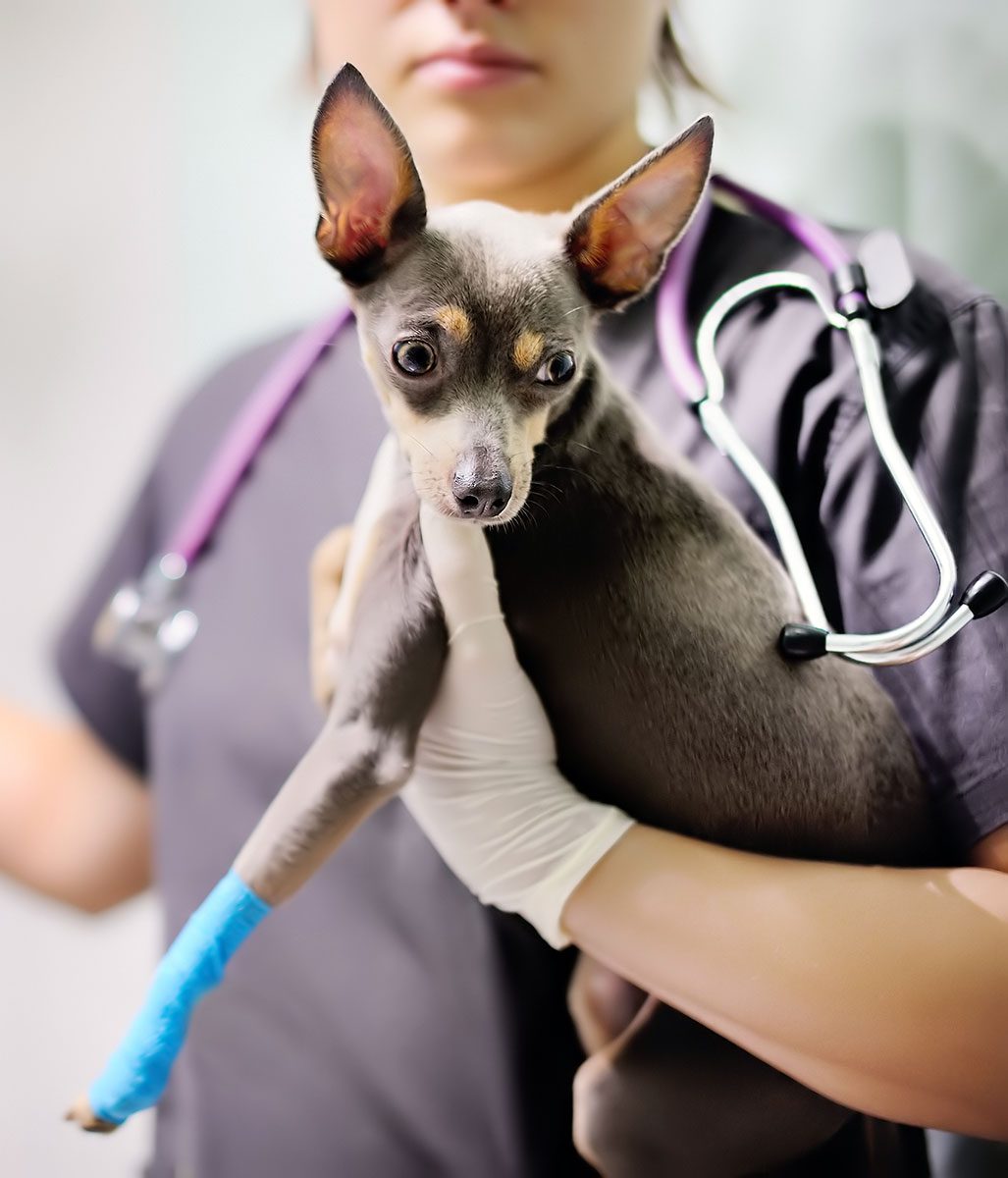 small dog wearing a blue wrap on its injured paw