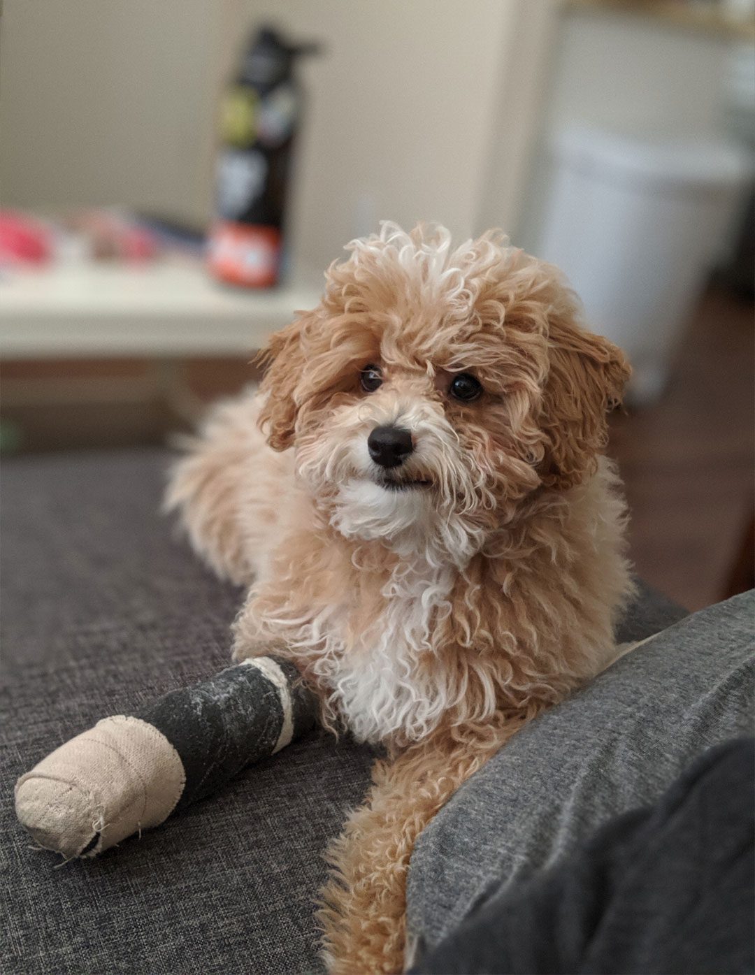 Curly Dog Lying On Couch With Black Cast