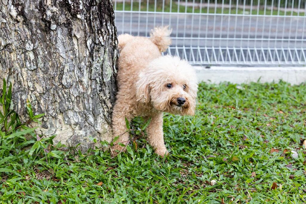 Male poodle dog urinating onto tree trunk