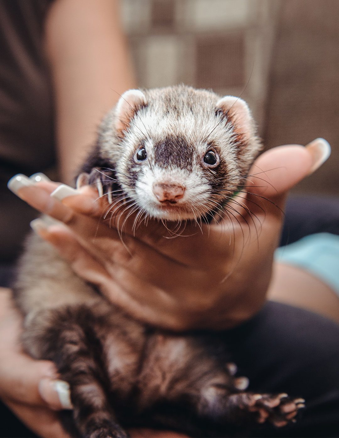 Ferret Ferret In Womans Hands