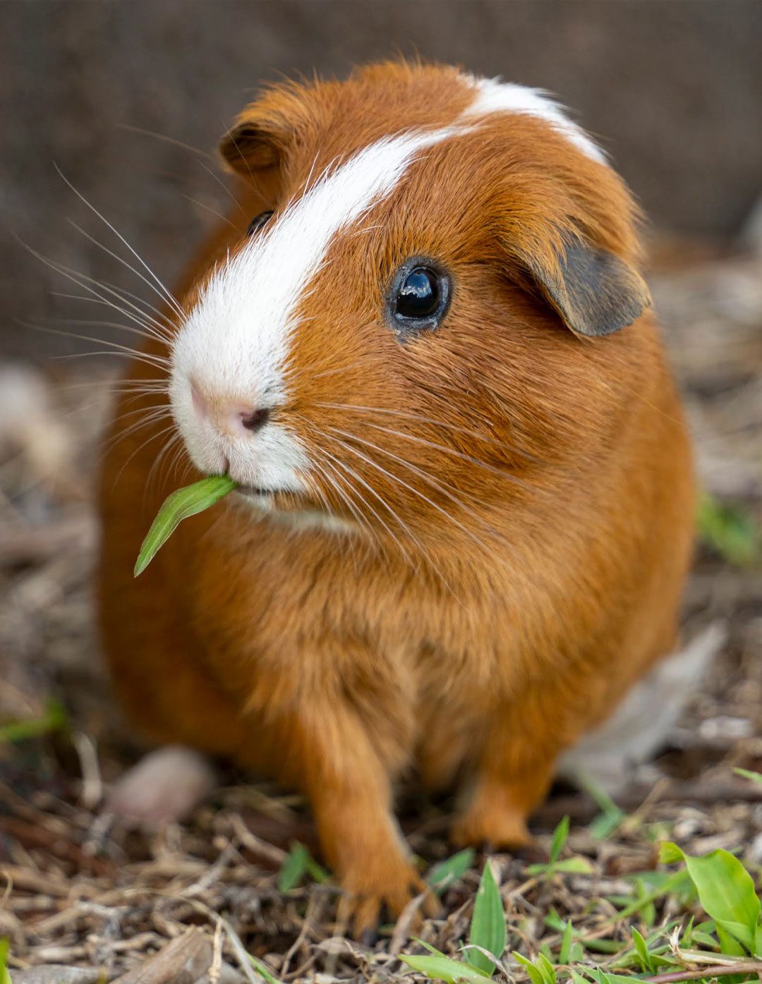 Guinea Pig Guinea Pig Eating Grass