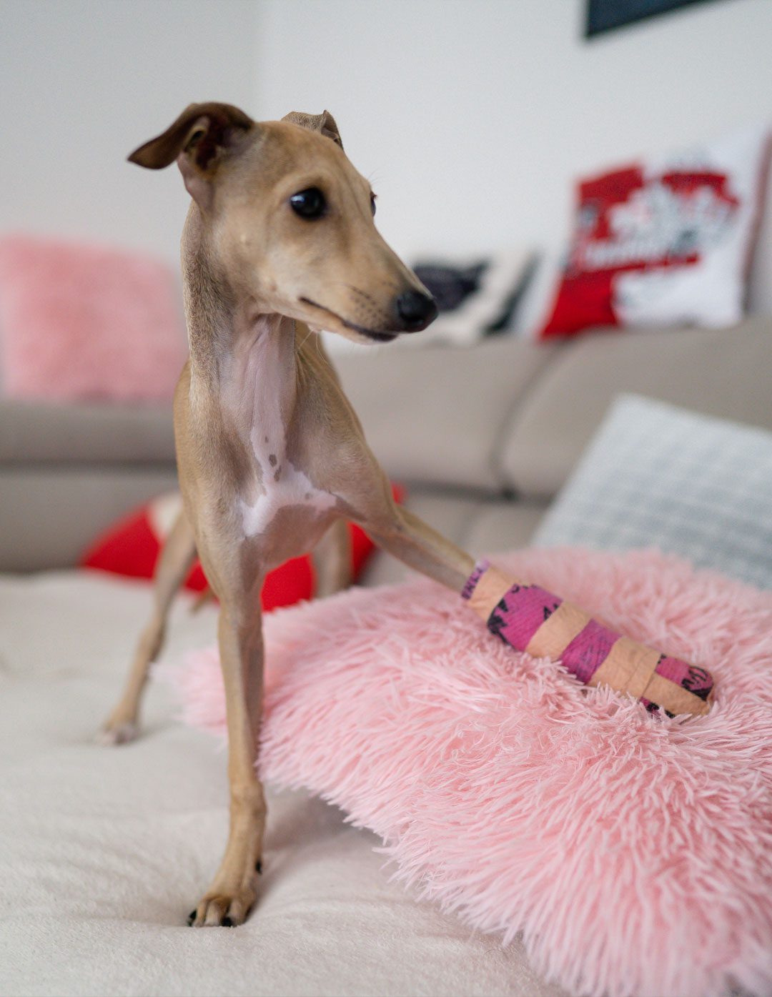 Skinny Dog With Cast Skinny Dog With Pink Cast On Pillow