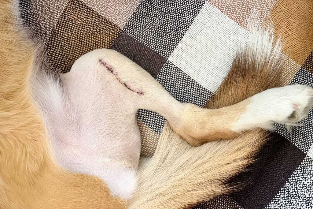 healing wound close up