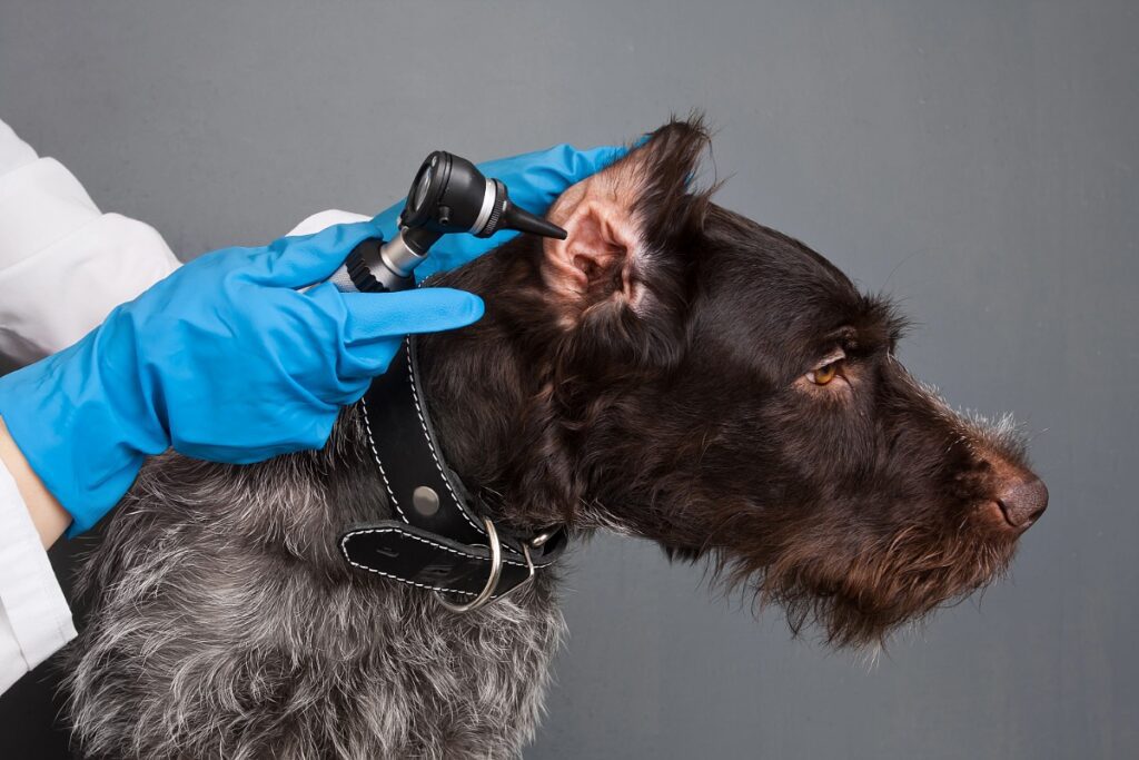 Dark gray and black Schnauzer getting his ear examined