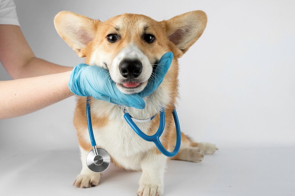 Doctor's hand with rubber blue glove examining Corgi's throat