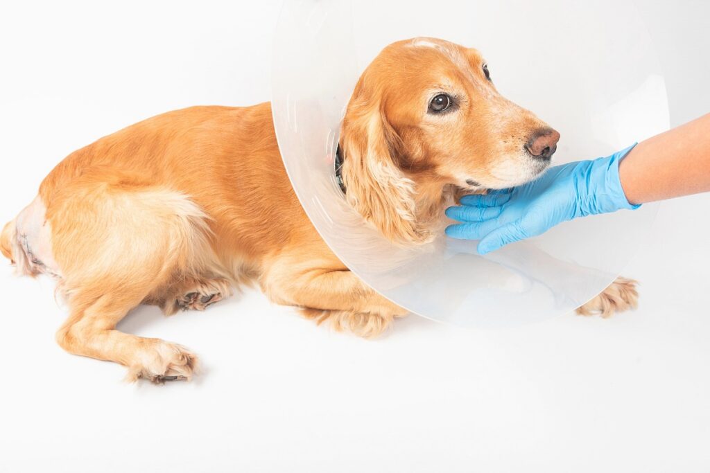 dog with cone on his head due to Inguinal Hernia