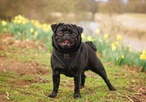 happy pug playing outside