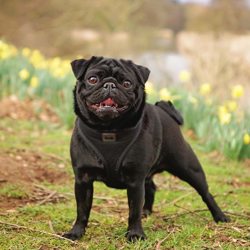 Brachycephalic Obstructive Airway Syndrome in Dogs around Tennessee happy pug playing outside