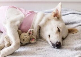 Sleepy dog after surgery sleeping on bed with favorite toy