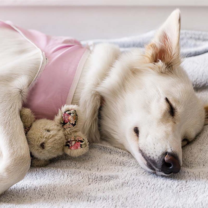 Canine Splenectomy Procedure in Tennessee Sleepy dog after surgery sleeping on bed with favorite toy