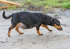 pregnant black daschund