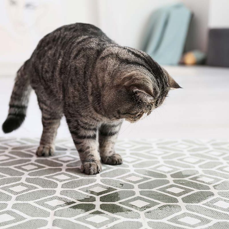 Feline Lower Urinary Tract Disease In Tennessee cat urinating outside the litter box
