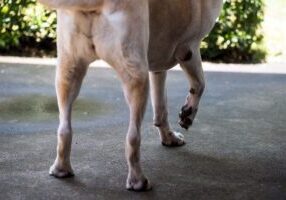 small dog limping outside