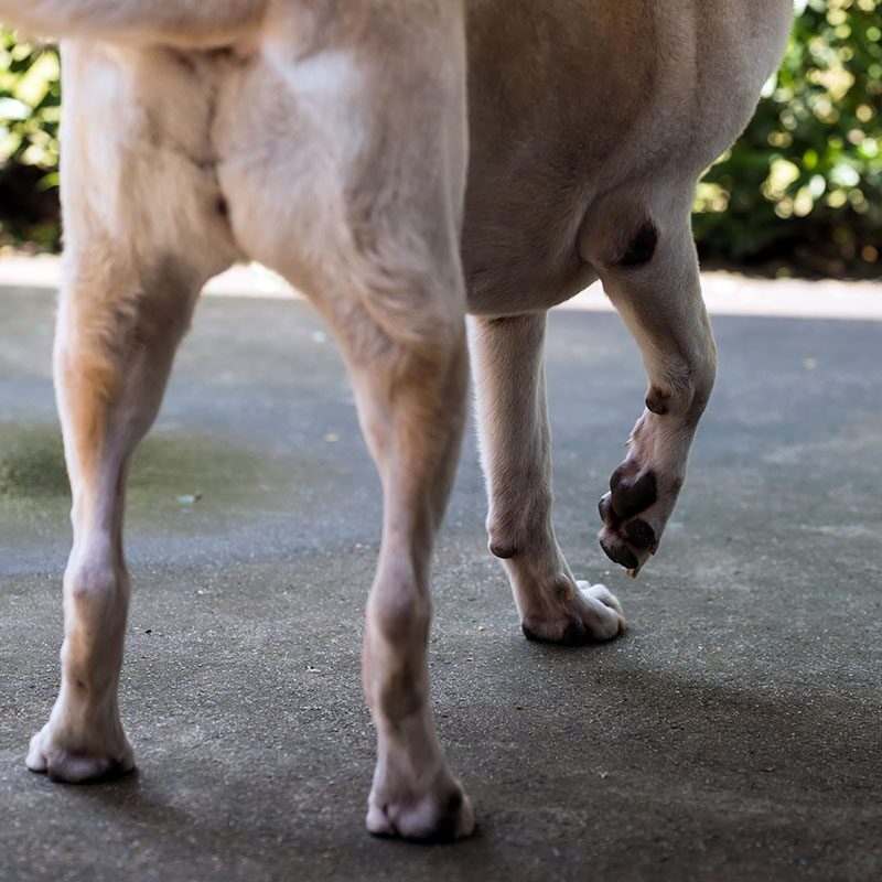 Osteochondritis Dissecans in Dogs small dog limping outside
