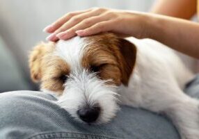 Closeup photo of fluffy jack russel terrier sleeping on its owner's lap