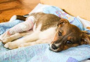puppy with a cast