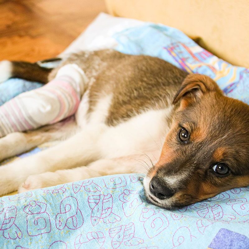 Salter-Harris Fractures for Dogs in Tennessee puppy with a cast
