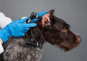 Dark gray and black Schnauzer getting his ear examined