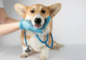 Doctor's hand with rubber blue glove examining Corgi's throat