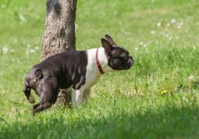 Boston Terrier urinating on a tree trunk