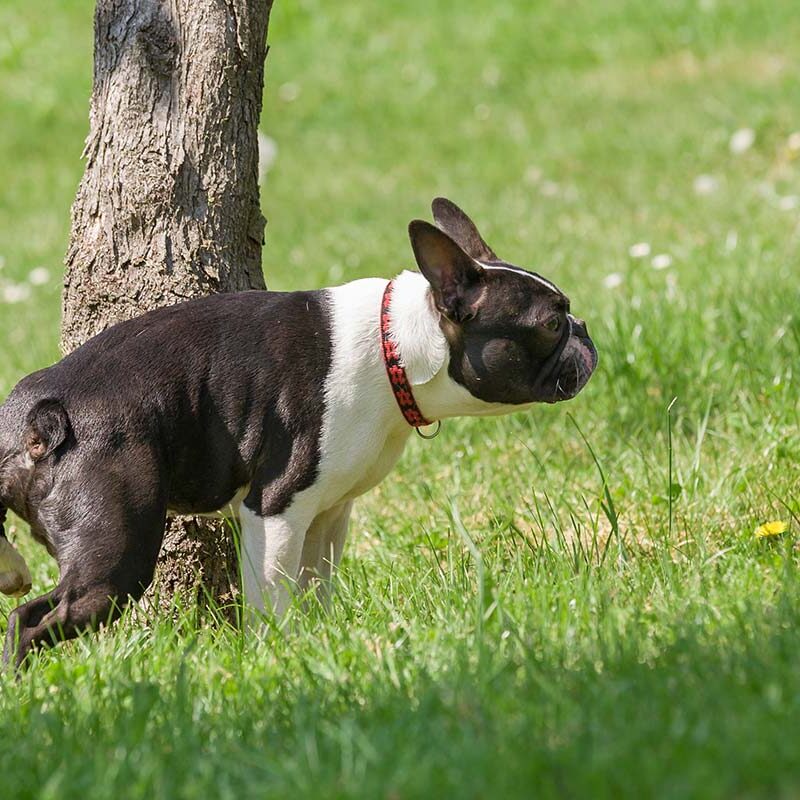 Urethral Prolapse in Dogs in Tennessee Boston Terrier urinating on a tree trunk