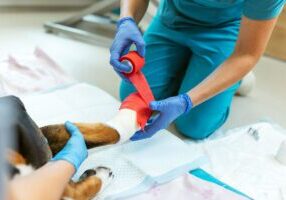 veterinarian wrapping a dog's injured leg