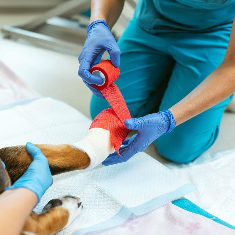 Bone Fractures in Dogs in Tennessee veterinarian wrapping a dog's injured leg