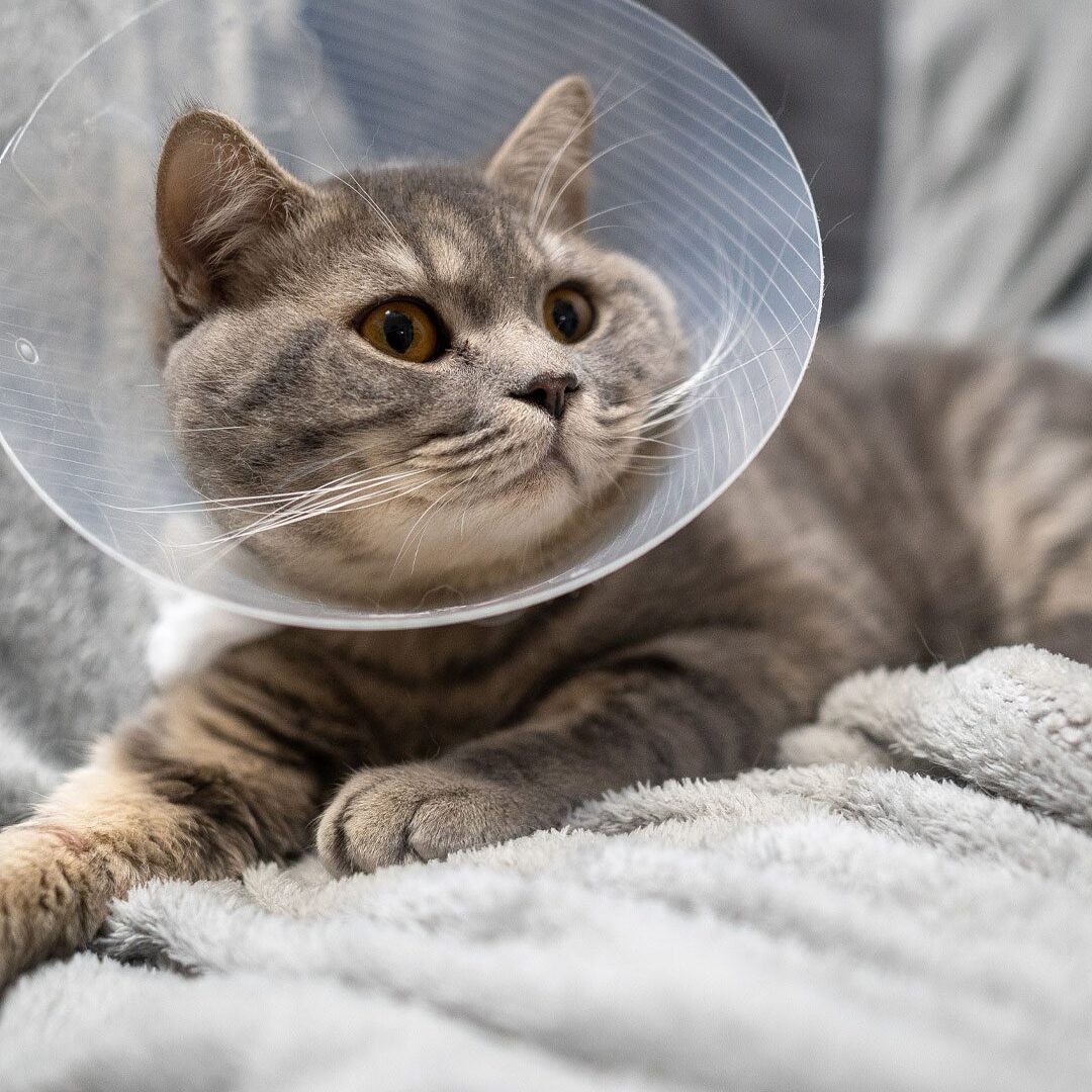 Cat Cone Gray Cat Wearing Cone On Blanket