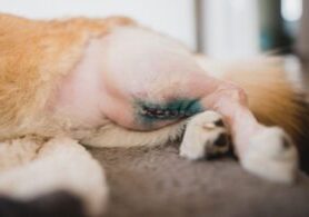 wound close up on the back of a dogs leg