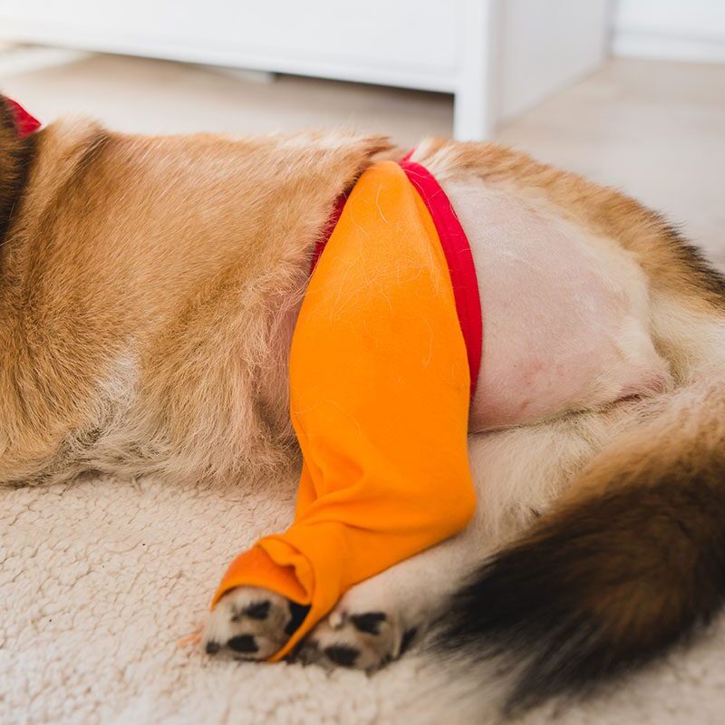 Cranial Cruciate Ligament Rupture in Dogs in Tennessee corgi recovering after TPLO surgery