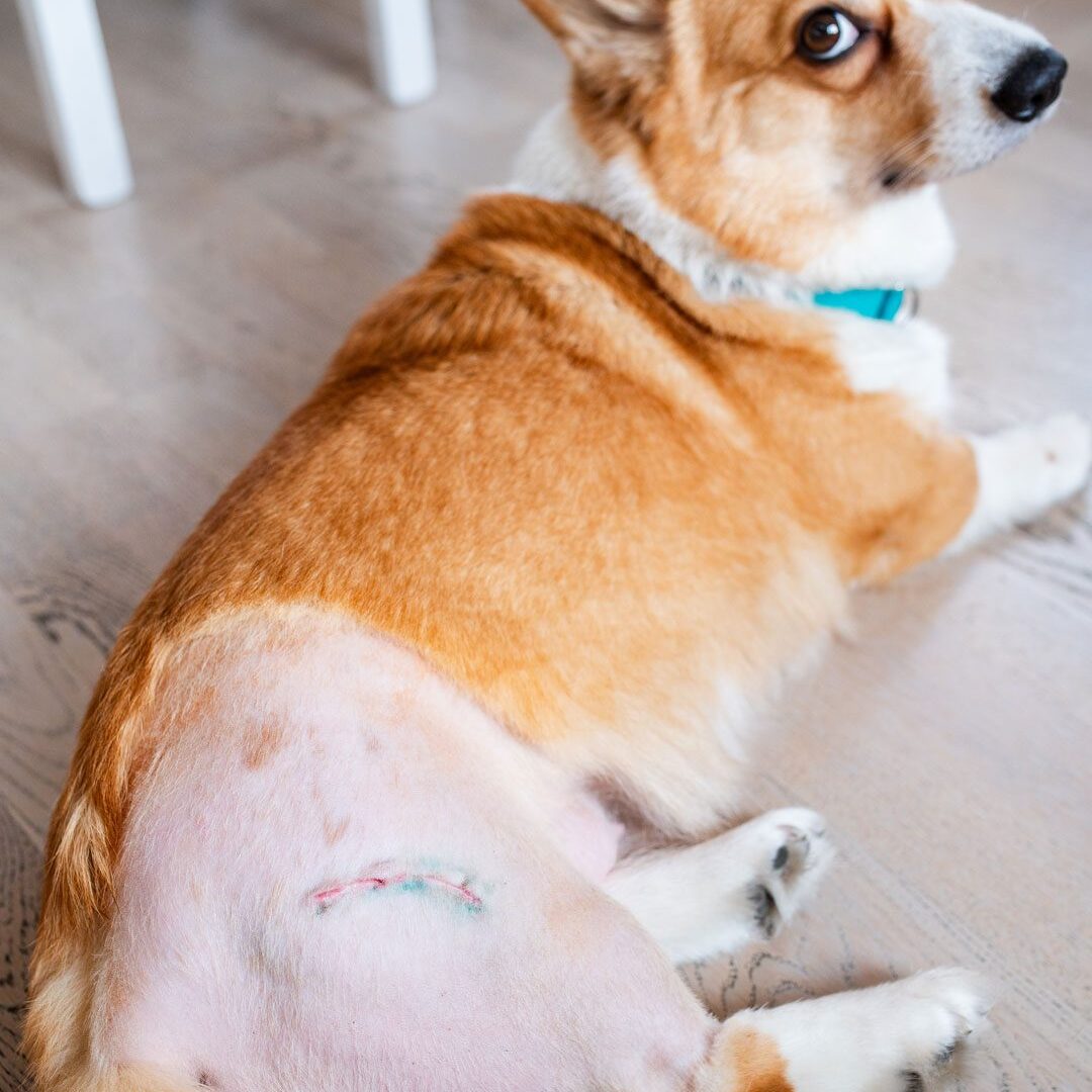Dog After Hip Surgery corgi laying down with hip shaved after dysplasia surgery