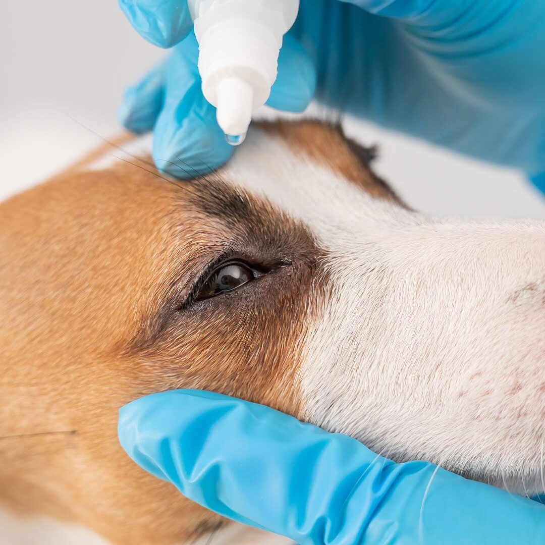 Dog Eye Drops Dripping Eye Drops In Jack Russell Eye