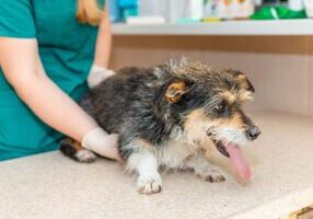 old dog visiting vet for hip pain