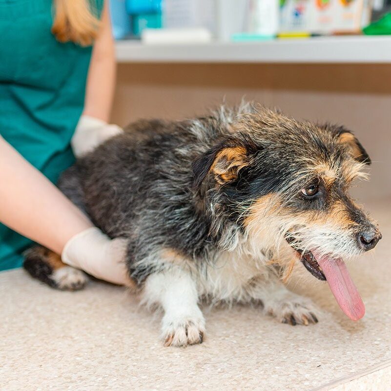 Dog Hip Dysplasia in Tennessee old dog visiting vet for hip pain