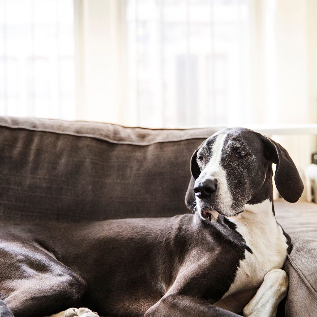 Dog Laying On Sofa senior gray and white dog laying on sofa