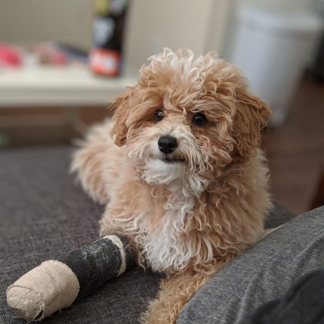 Curly Dog Lying On Couch With Black Cast