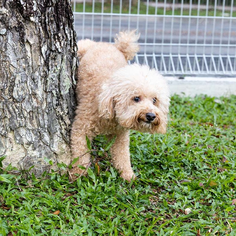 Male poodle dog urinating onto tree trunk