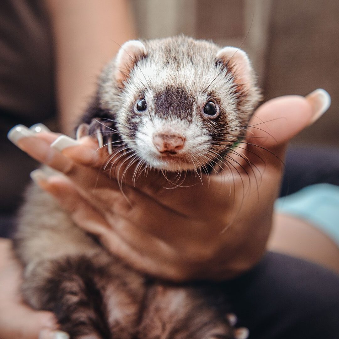 Ferret Ferret In Womans Hands