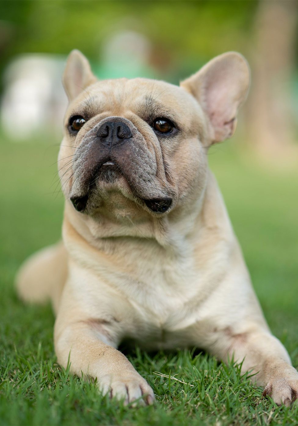 French Bulldog French Bulldog Lying In Grass