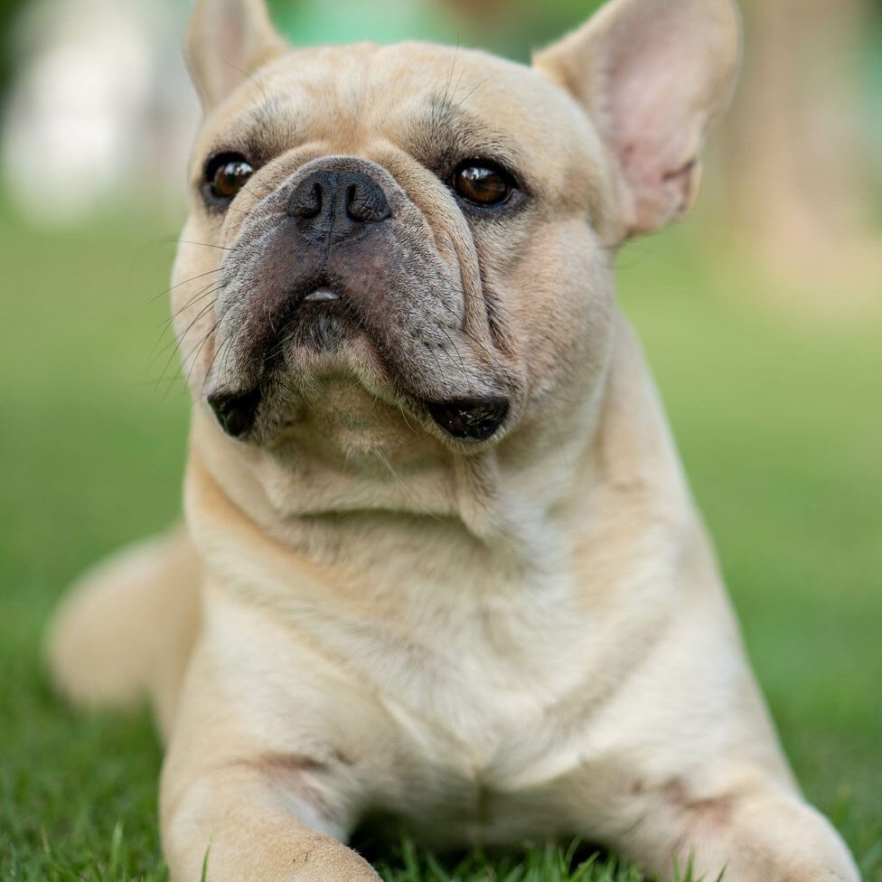 French Bulldog French Bulldog Lying In Grass