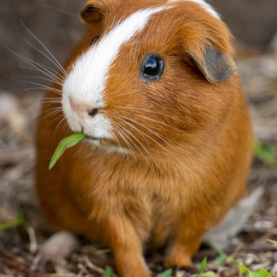 Guinea Pig Guinea Pig Eating Grass